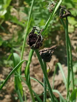 Imagem de Microbotryum tragopogonis-pratensis (Pers.) R. Bauer & Oberw. 1997