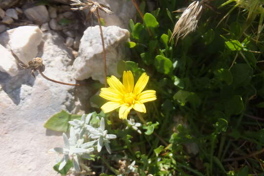 Image of Hypochaeris robertia (Sch. Bip.) Fiori