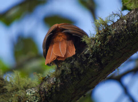 Image of Streaked Tuftedcheek