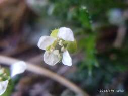 Слика од Pachycladon novae-zelandiae (Hook. fil.) Hook. fil.