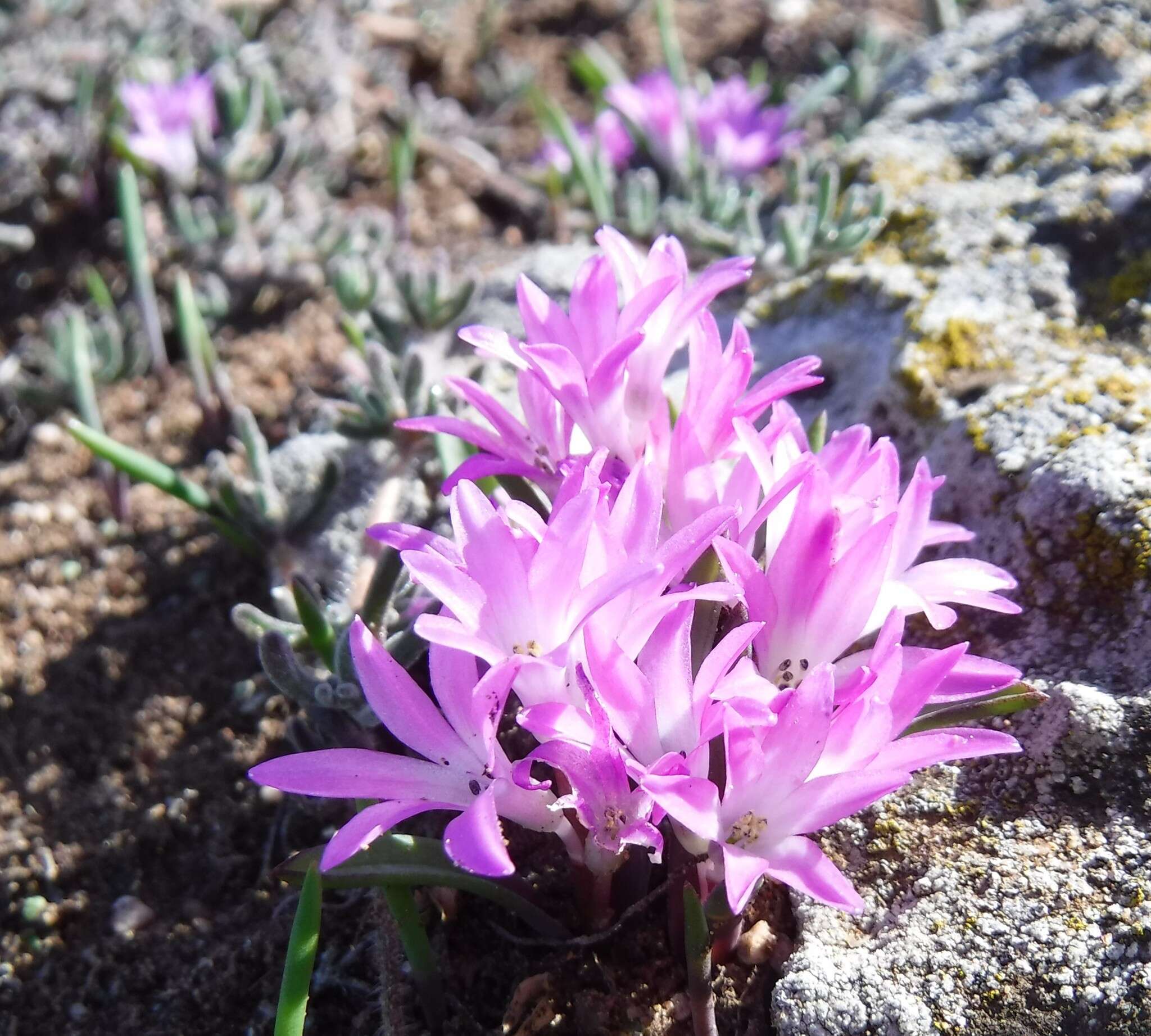 Image of Lachenalia paucifolia (W. F. Barker) J. C. Manning & Goldblatt