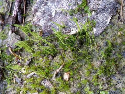 Image of clay earth-moss