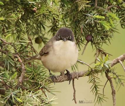 Image of Western Orphean Warbler