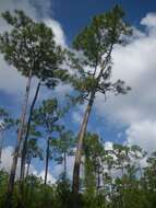 Image of Slash Pine