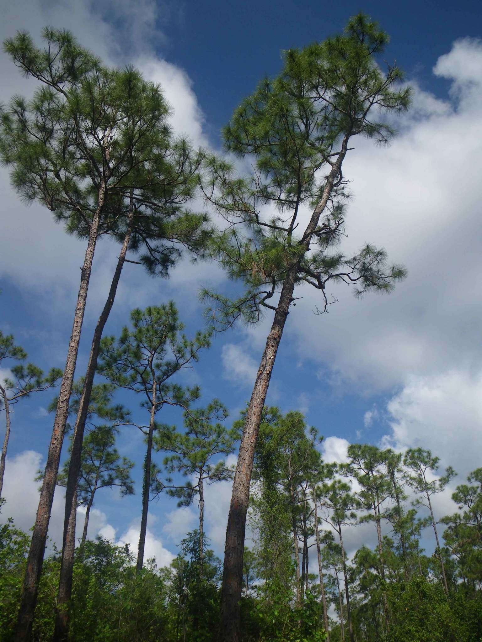 Image of Slash Pine