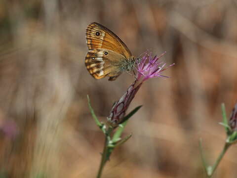 Image of Coenonympha dorus Esper 1782