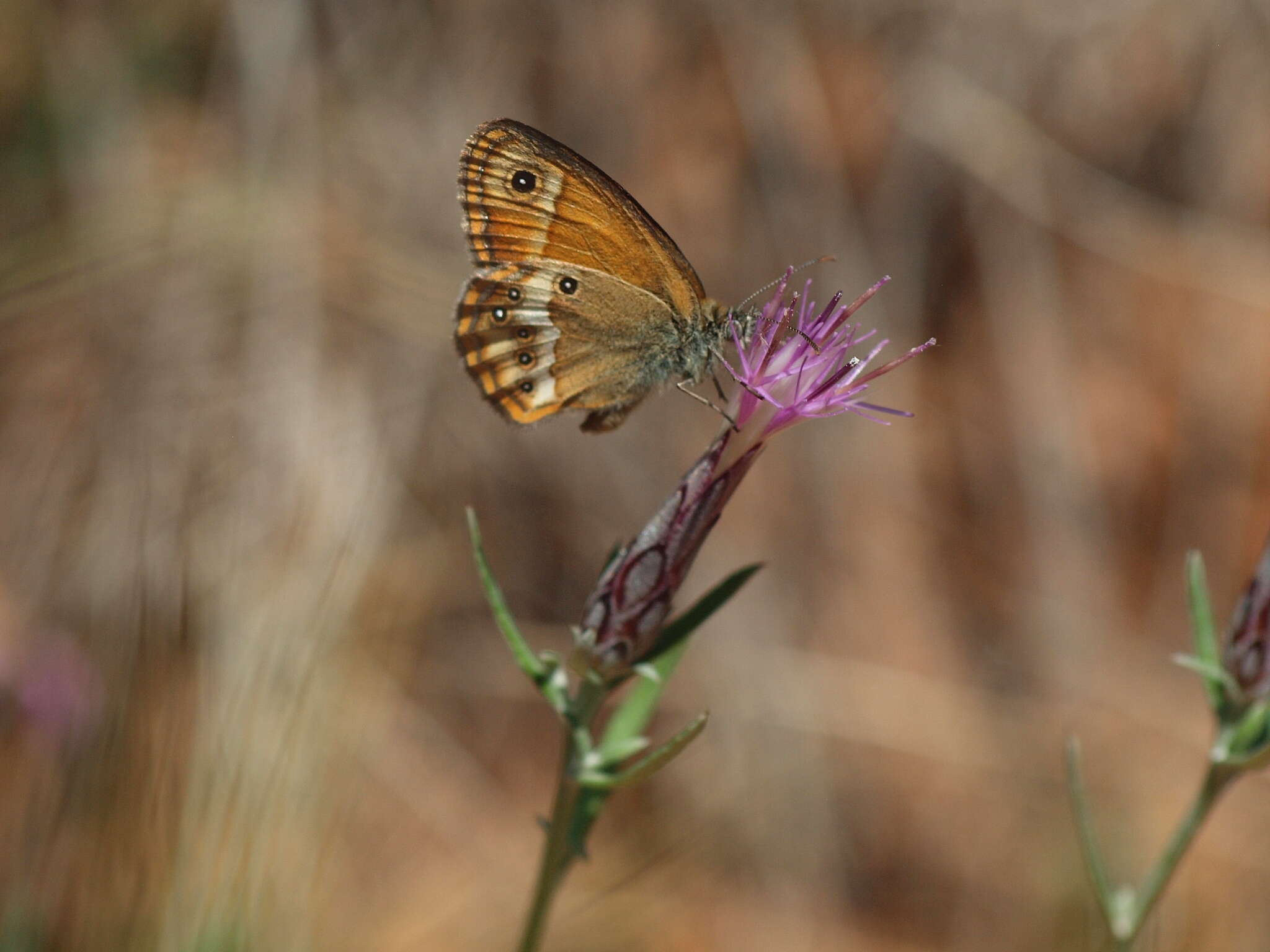 Image of Coenonympha dorus Esper 1782