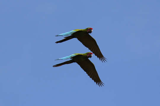 Image of Great Green Macaw