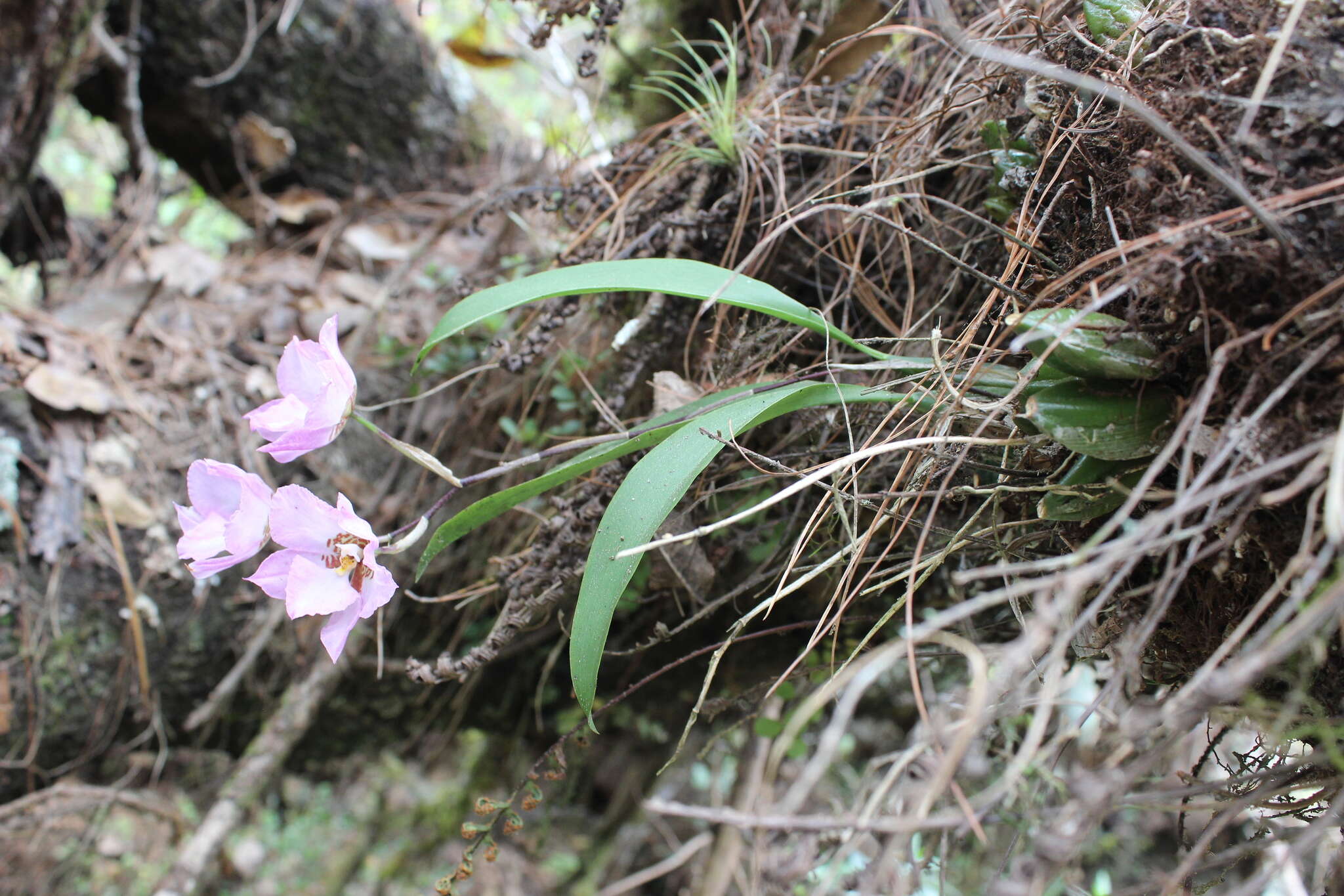 Image of orchid