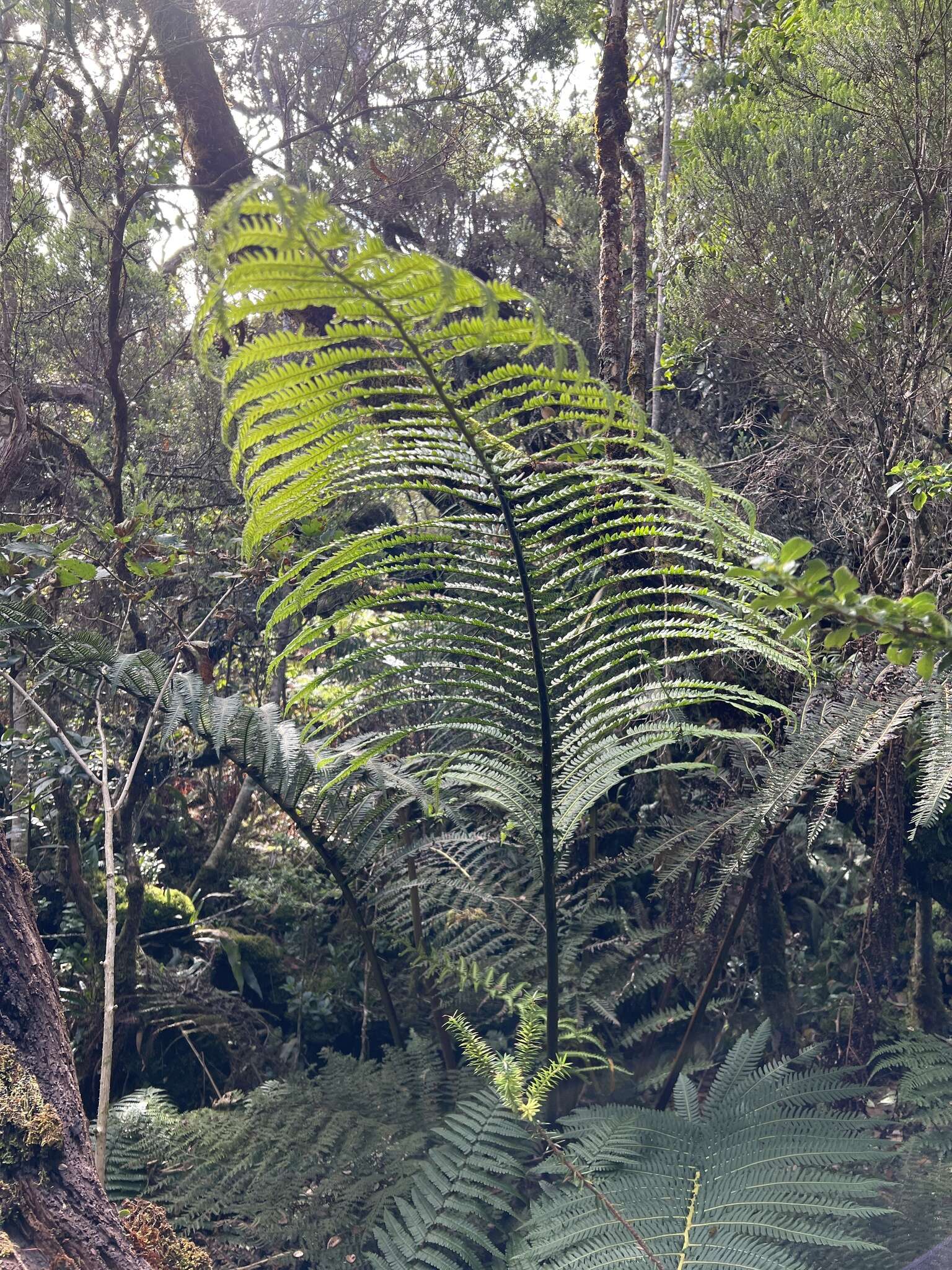 Image of Long-Leaf Plume Fern