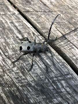 Image of Long-horned beetle