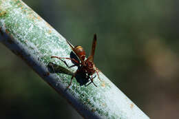 Image of Polistes madiburensis Schulthess 1921