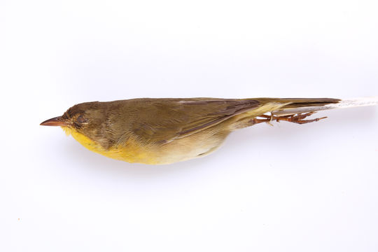 Image of <i>Geothlypis <i>trichas</i></i> trichas (Linnaeus 1766)