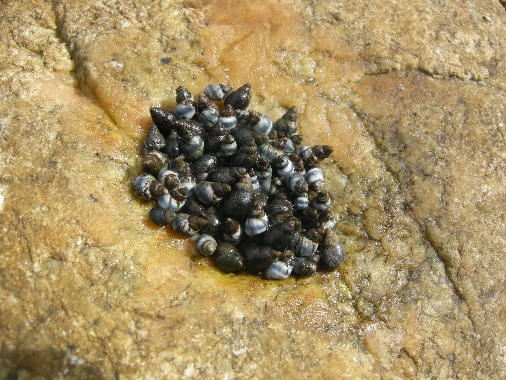 Image of Austrolittorina cincta (Quoy & Gaimard 1833)