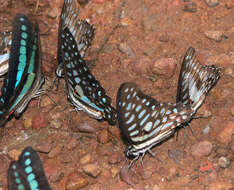 Image de Graphium arycles (Boisduval 1836)