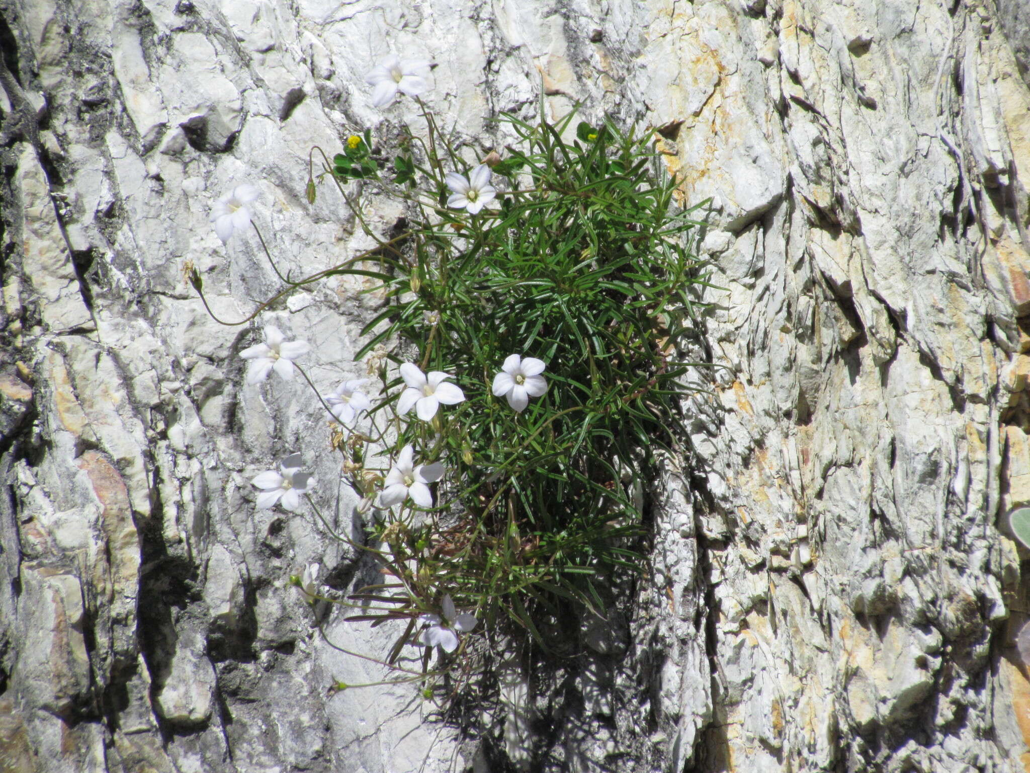 صورة Wahlenbergia matthewsii Cockayne