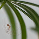 Image of Cellar spider