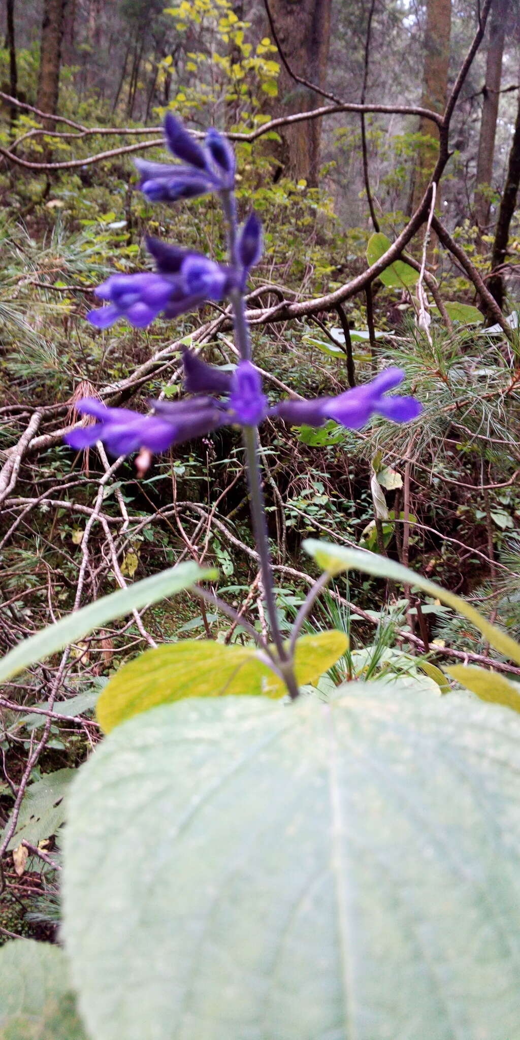 Image de Salvia concolor Lamb. ex Benth.