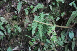 Image of Stegnogramma tottoides (H. Itô) Iwatsuki