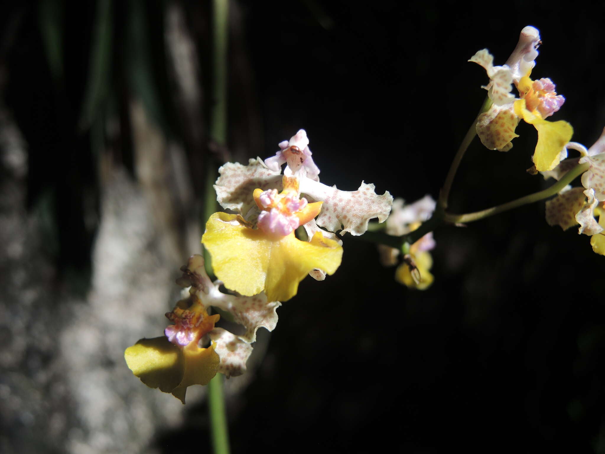 Image of Trichocentrum andreanum (Cogn.) R. Jiménez & Carnevali