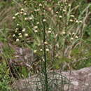 Sivun Senecio chrysocoma Meerb. kuva