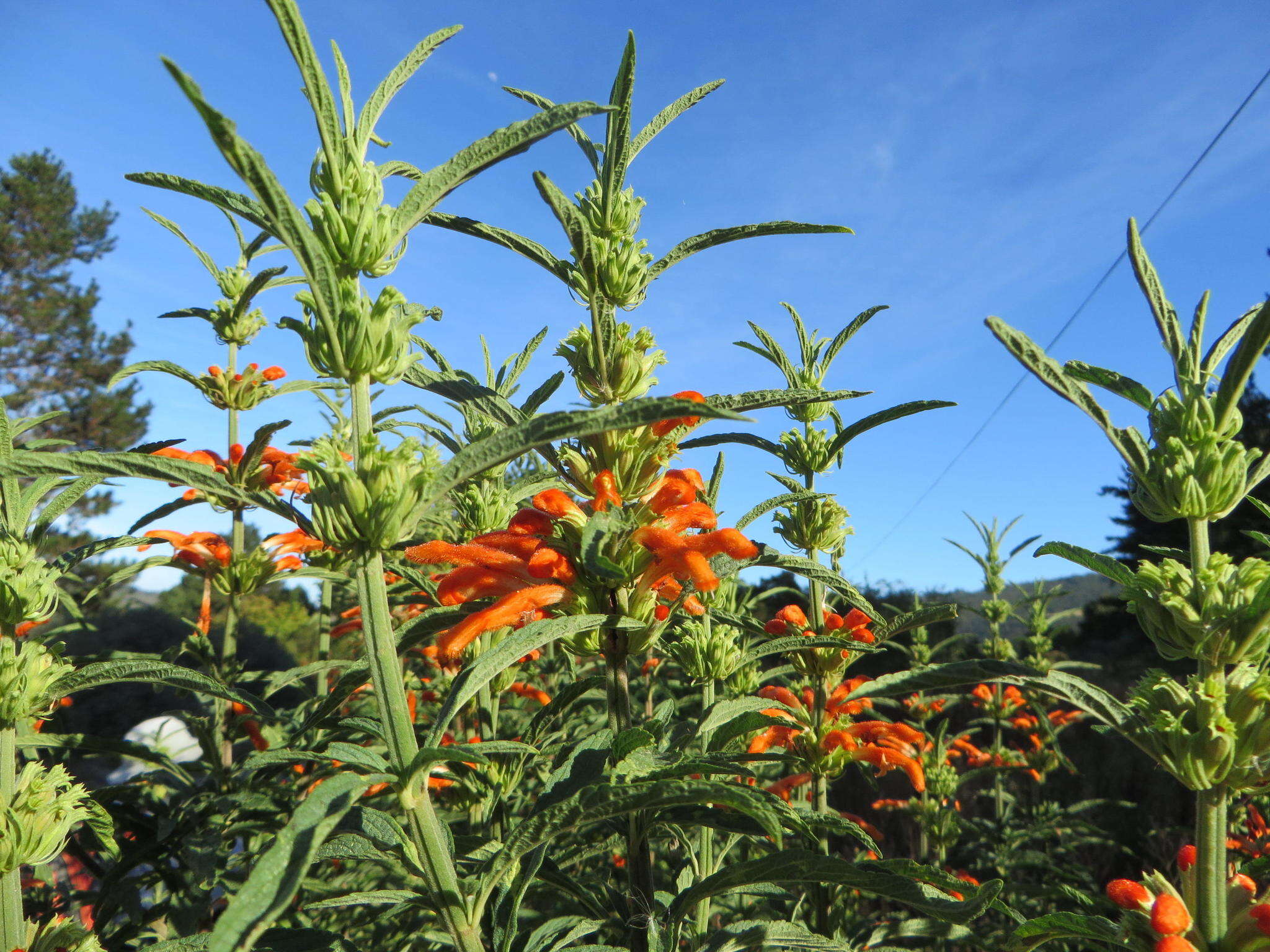 Image of lion's ear