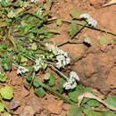 Image of Pimpinella adscendens Dalz.