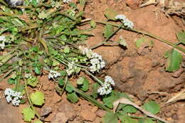 Image of Pimpinella adscendens Dalz.