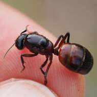 Слика од Camponotus ligniperdus (Latreille 1802)