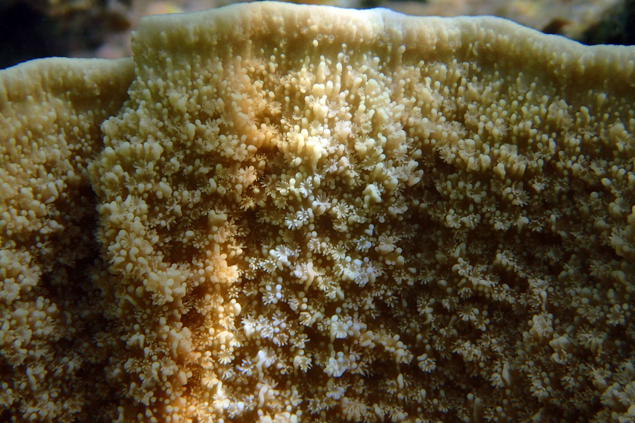 Image of Encrusting pore coral
