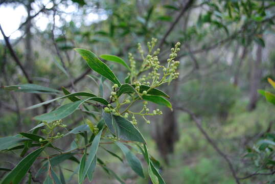 Image of Acacia falciformis DC.