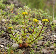 Image of Phedimus litoralis (Kom.) H. 't Hart