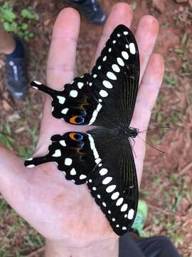 صورة Papilio lormieri Distant 1874