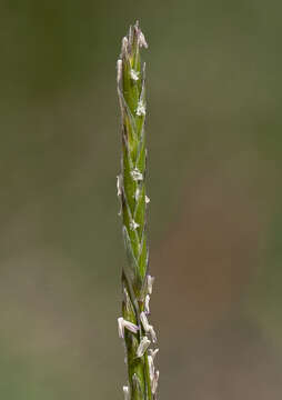 Image of Glyceria australis C. E. Hubb.