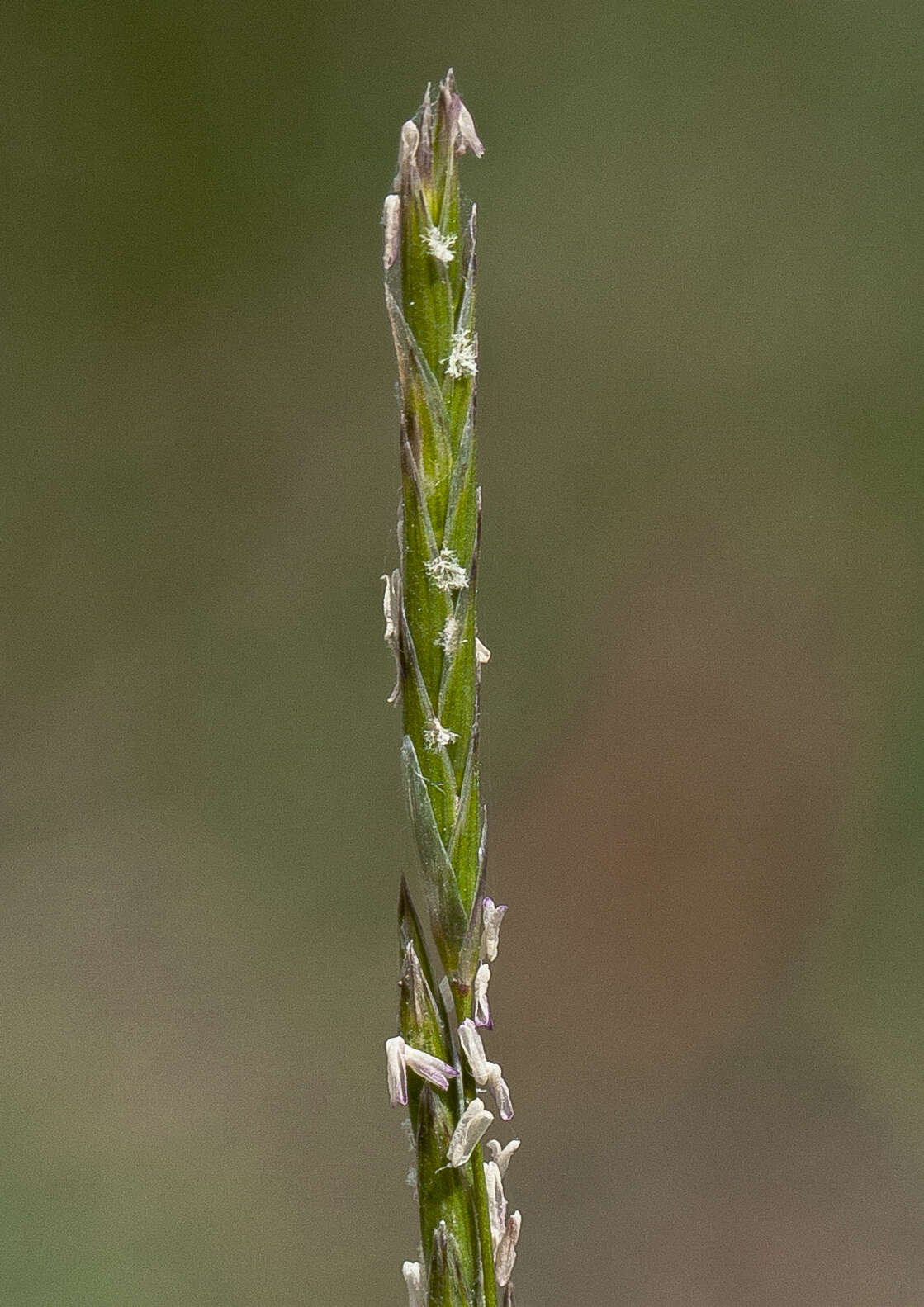 Imagem de Glyceria australis C. E. Hubb.