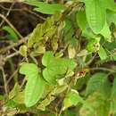 Image of Dioscorea howardiana O. Téllez, B. G. Schub. & Geeta