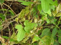 Sivun Dioscorea howardiana O. Téllez, B. G. Schub. & Geeta kuva