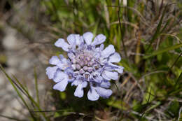 Image de Scabiosa lacerifolia Hayata