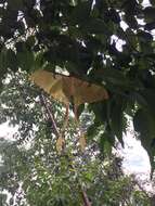 Image of Malaysian moon moth