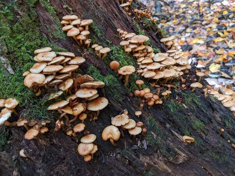 Imagem de Pholiota prolixa A. H. Sm. & Hesler 1968