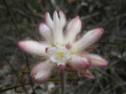 Image of Conostylis setosa Lindl.