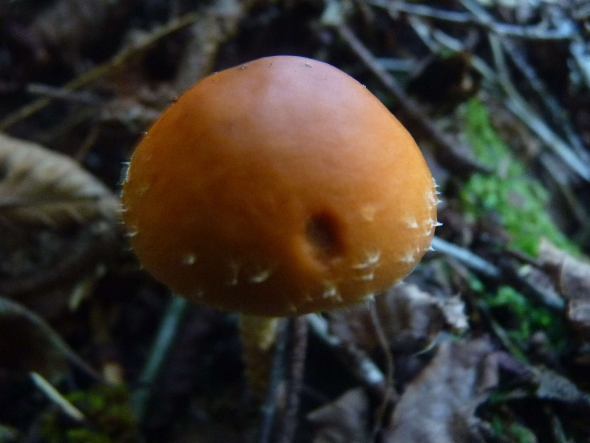 Image of Leratiomyces squamosus var. thraustus (Kalchbr.) Bridge & Spooner