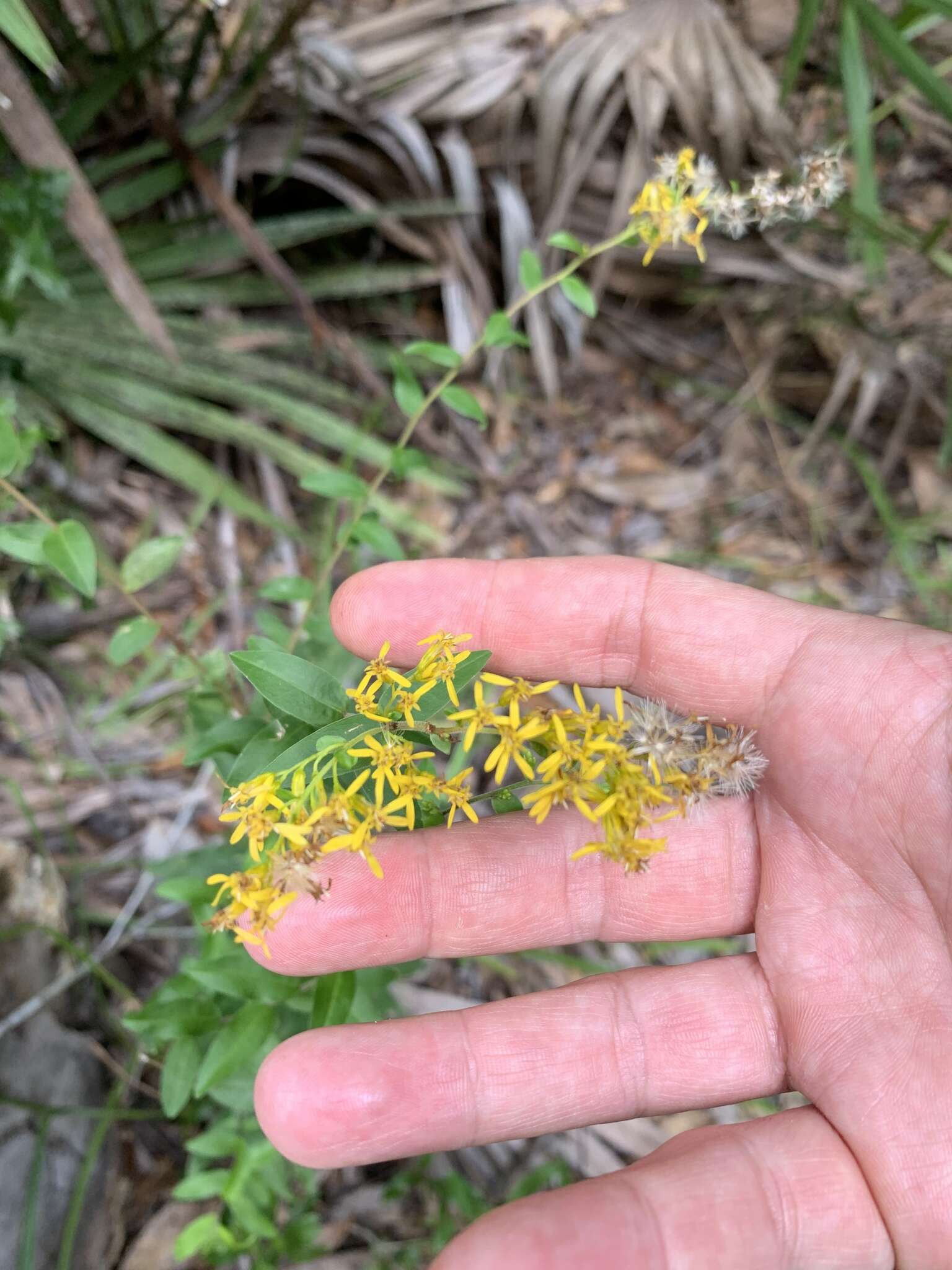 Image de Solidago odora subsp. chapmanii (A. Gray) Semple