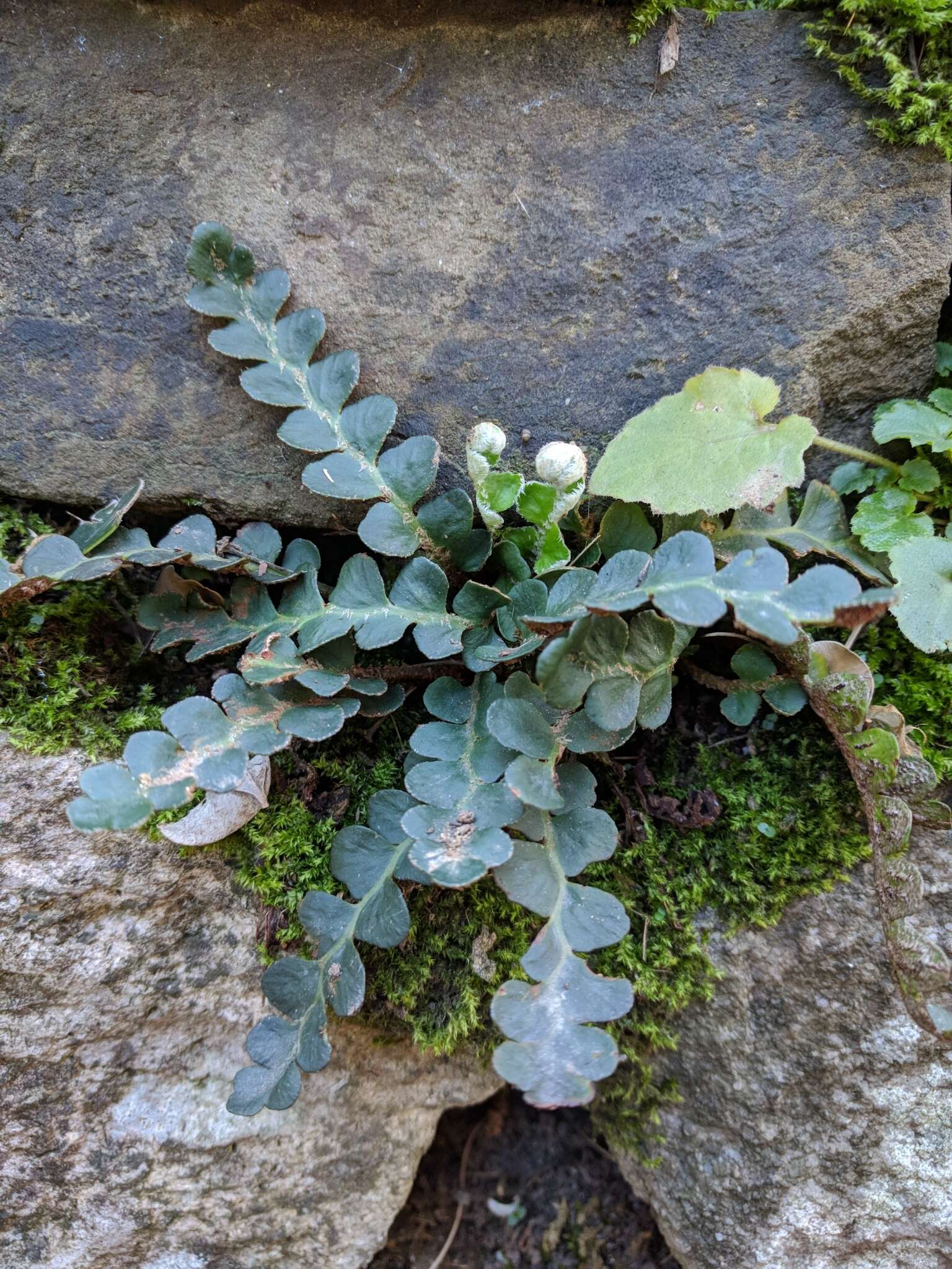 Plancia ëd Asplenium ceterach L.