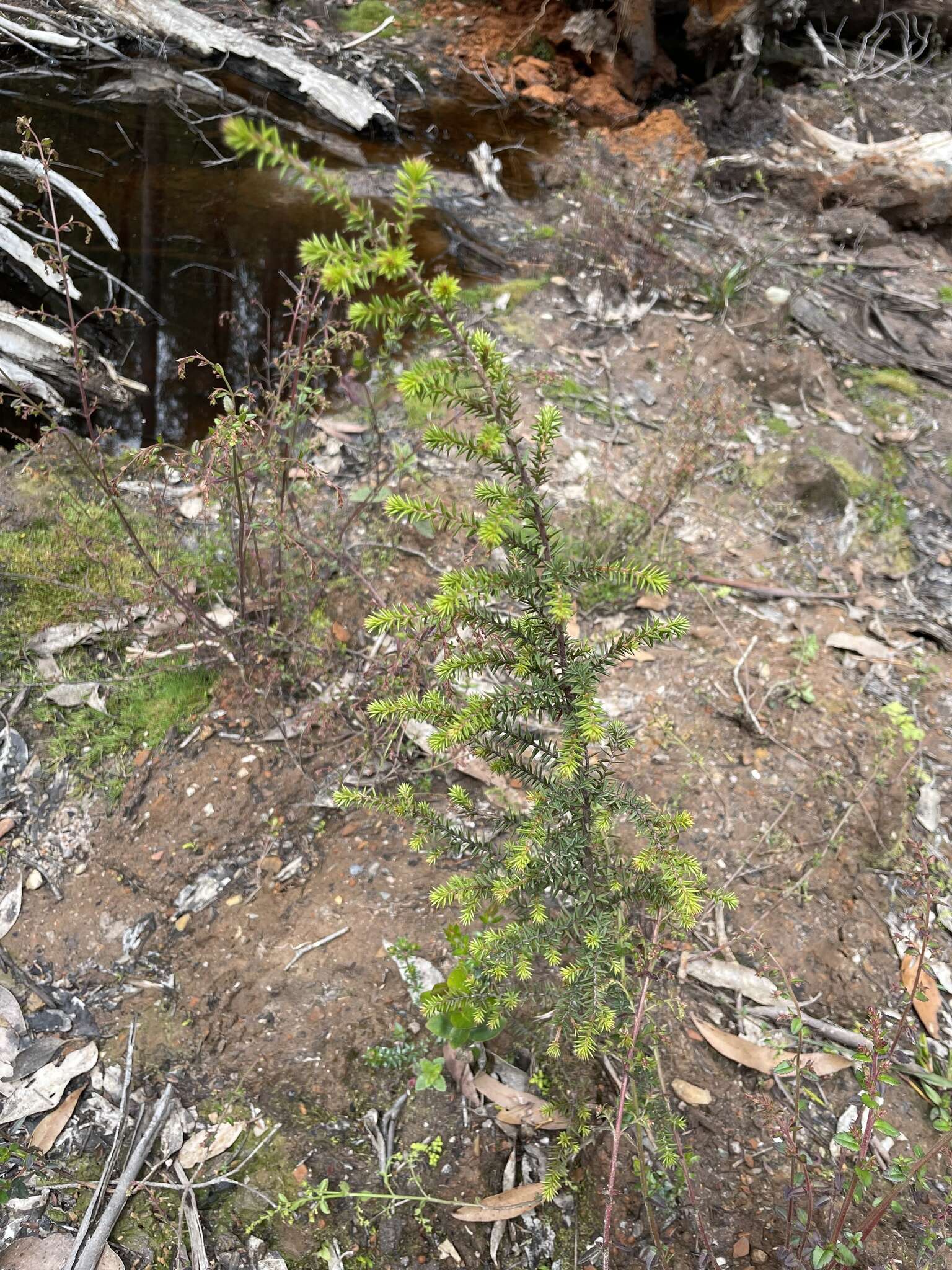 Imagem de Pultenaea juniperina Labill.