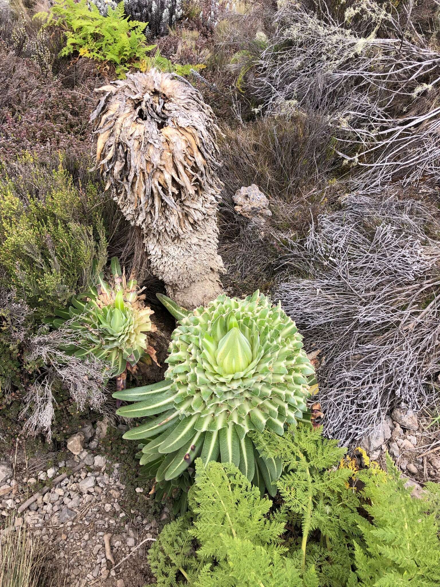 Image of Lobelia deckenii (Asch.) Hemsl.