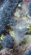 Image of Rhopalaea circula Monniot F. & Monniot C. 2001