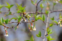 Слика од Prunus rufa Wall. ex Hook. fil.