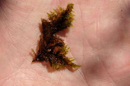 Image of giant calliergon moss