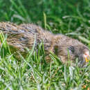 Image of Northeast african mole rat